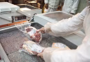 Argentina cumplió en nueve meses el cupo exportador de 100.000 toneladas de carne a EEUU y se espera una cuota mayor para 2027